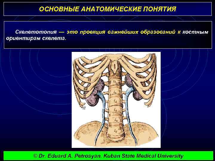 ОСНОВНЫЕ АНАТОМИЧЕСКИЕ ПОНЯТИЯ Скелетотопия — это проекция важнейших образований к костным ориентирам скелета. ©