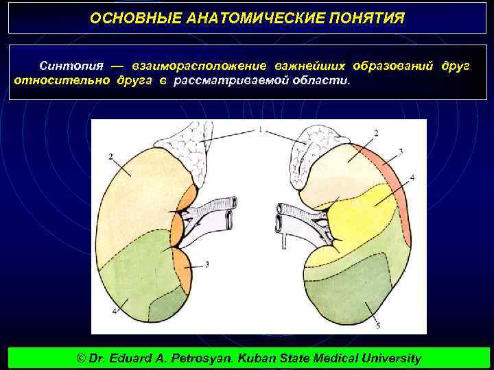 ОСНОВНЫЕ АНАТОМИЧЕСКИЕ ПОНЯТИЯ Синтопия — взаиморасположение важнейших образований друг относительно друга в рассматриваемой области.