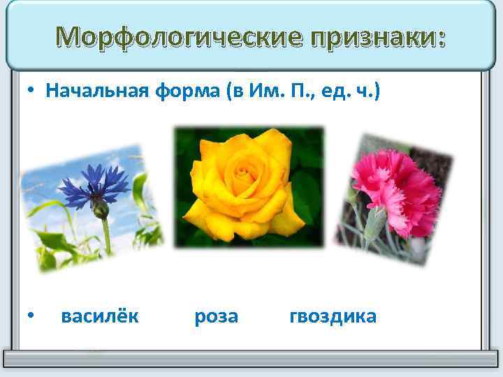 Морфологические признаки: • Начальная форма (в Им. П. , ед. ч. ) • василёк