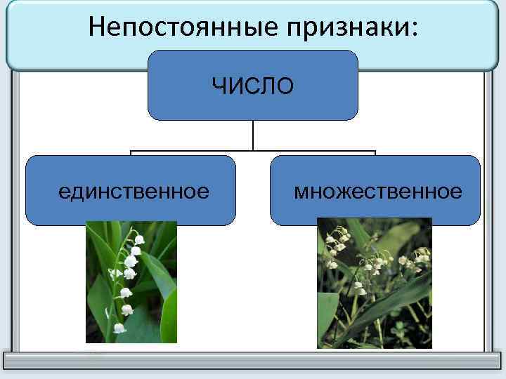Непостоянные признаки: ЧИСЛО единственное множественное 