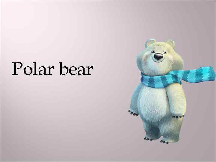 Polar bear 