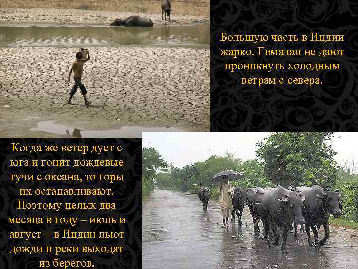 Большую часть в Индии жарко. Гималаи не дают проникнуть холодным ветрам с севера. Когда