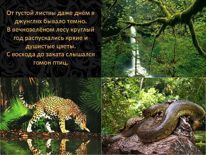 От густой листвы даже днём в джунглях бывало темно. В вечнозелёном лесу круглый год