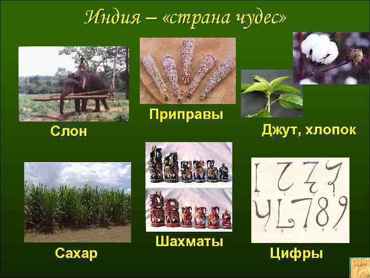 Индия – «страна чудес» Приправы Слон Сахар Шахматы Джут, хлопок Цифры 