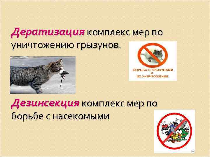 Дератизация комплекс мер по уничтожению грызунов. Дезинсекция комплекс мер по борьбе с насекомыми 