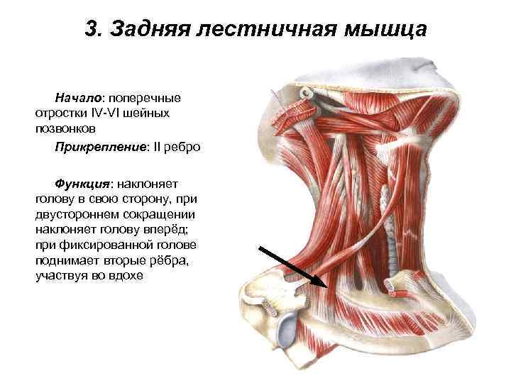 3. Задняя лестничная мышца Начало: поперечные отростки IV-VI шейных позвонков Прикрепление: II ребро Функция: