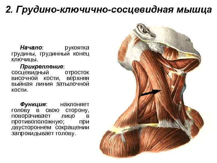2. Грудино-ключично-сосцевидная мышца Начало: рукоятка грудины, грудинный конец ключицы. Прикрепление: сосцевидный отросток височной кости,
