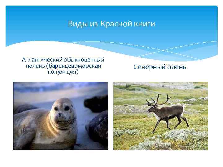 Виды из Красной книги Атлантический обыкновенный тюлень (баренцевоморская популяция) Северный олень 