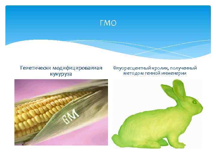 ГМО Генетически модифицированная кукуруза Флуоресцентный кролик, полученный методом генной инженерии 