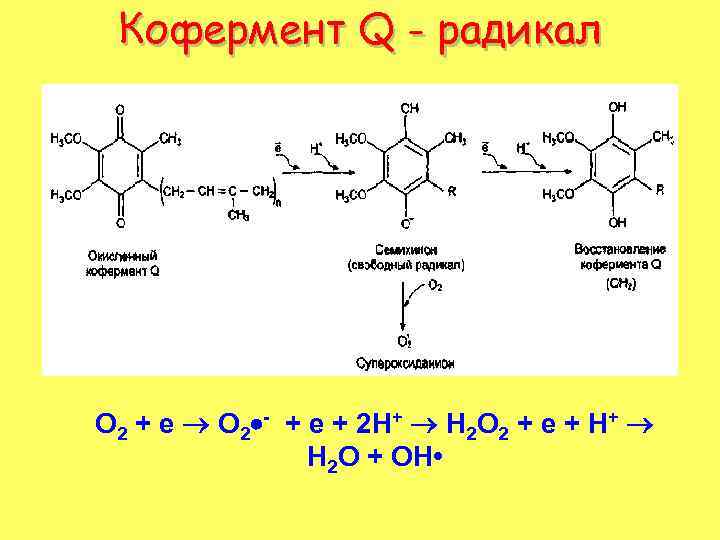 Кофермент Q - радикал О 2 + е О 2 - + е +