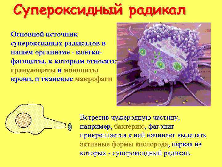 Супероксидный радикал Основной источник супероксидных радикалов в нашем организме - клеткифагоциты, к которым относятся