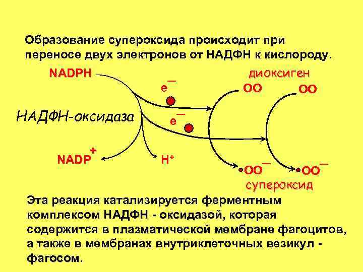 Образование супероксида происходит при переносе двух электронов от НАДФН к кислороду. NADPH e¯ НАДФН-оксидаза