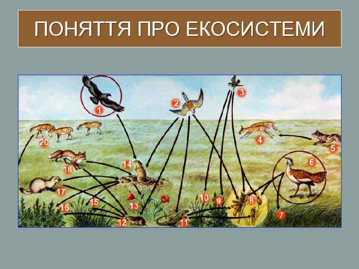 ПОНЯТТЯ ПРО ЕКОСИСТЕМИ 