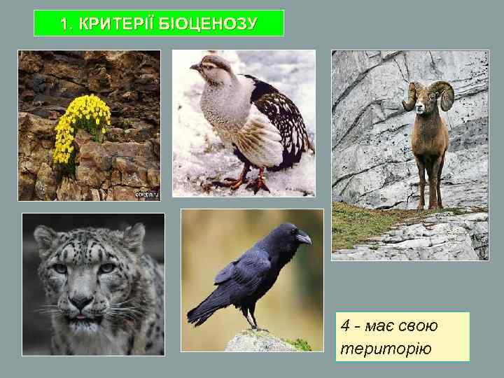 1. КРИТЕРІЇ БІОЦЕНОЗУ 4 - має свою територію 