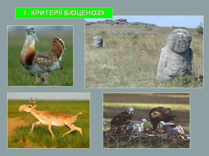 1. КРИТЕРІЇ БІОЦЕНОЗУ 