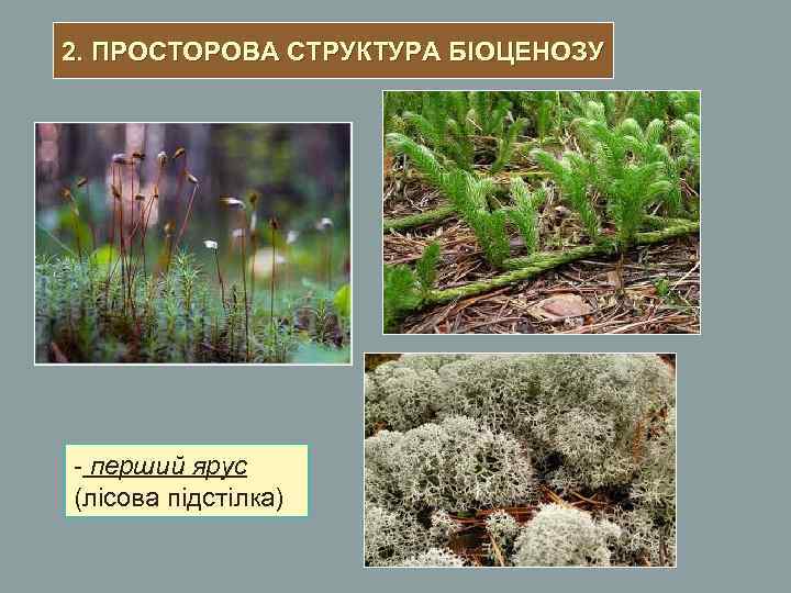 2. ПРОСТОРОВА СТРУКТУРА БІОЦЕНОЗУ - перший ярус (лісова підстілка) 