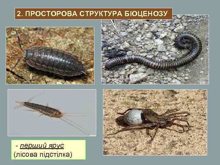 2. ПРОСТОРОВА СТРУКТУРА БІОЦЕНОЗУ - перший ярус (лісова підстілка) 