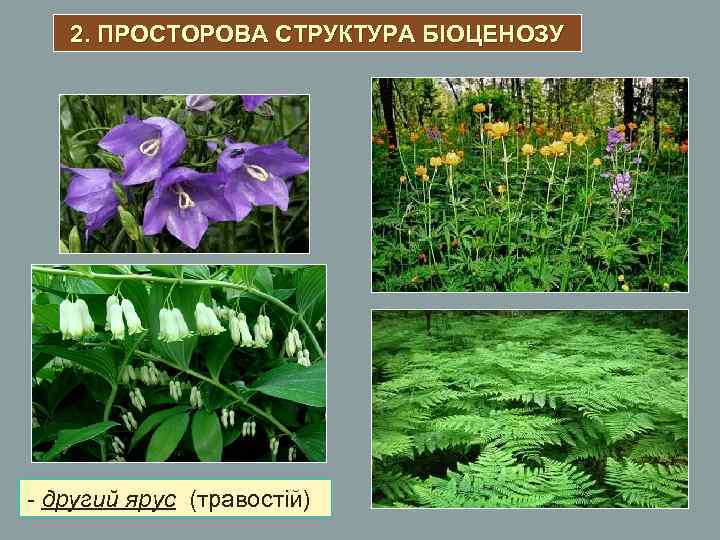 2. ПРОСТОРОВА СТРУКТУРА БІОЦЕНОЗУ - другий ярус (травостій) 