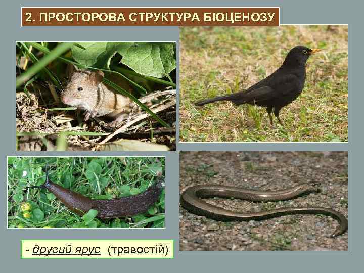 2. ПРОСТОРОВА СТРУКТУРА БІОЦЕНОЗУ - другий ярус (травостій) 