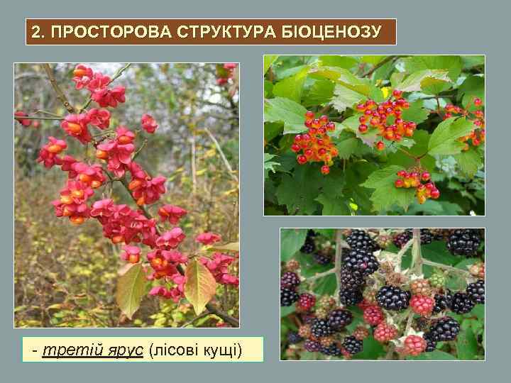 2. ПРОСТОРОВА СТРУКТУРА БІОЦЕНОЗУ - третій ярус (лісові кущі) 