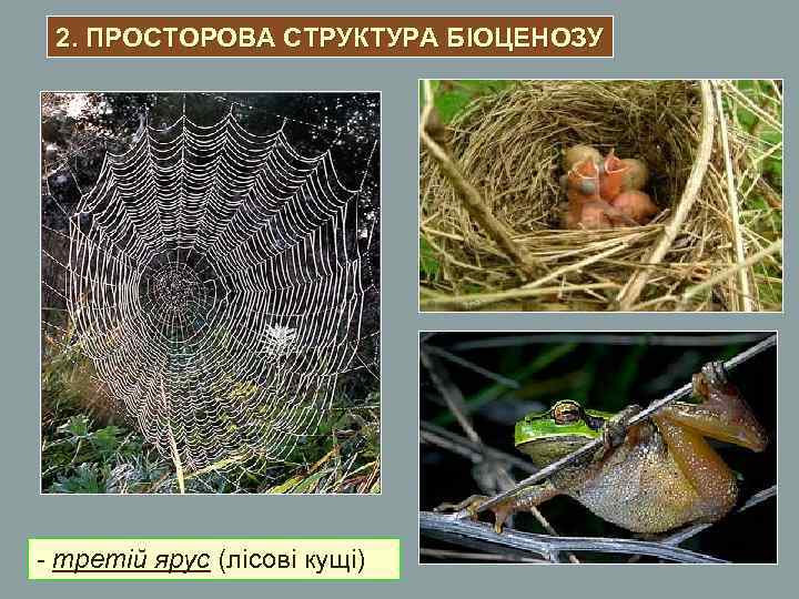 2. ПРОСТОРОВА СТРУКТУРА БІОЦЕНОЗУ - третій ярус (лісові кущі) 