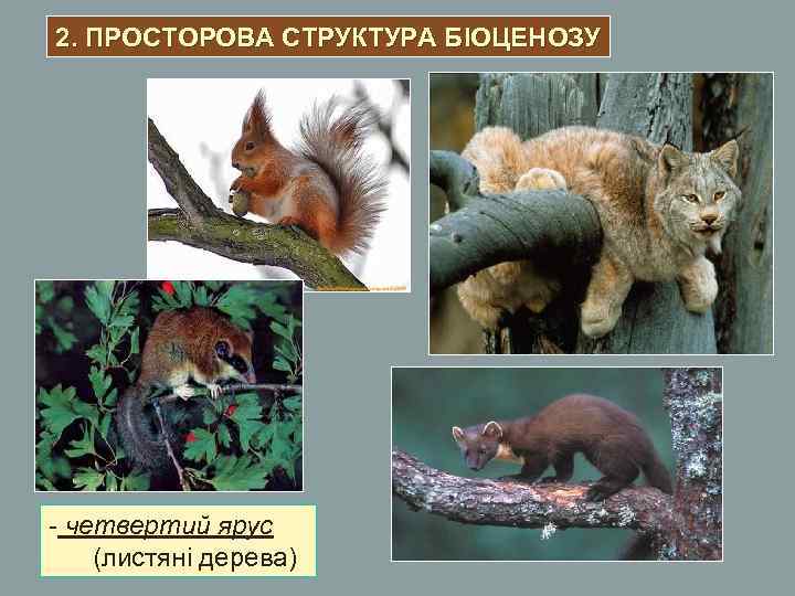 2. ПРОСТОРОВА СТРУКТУРА БІОЦЕНОЗУ - четвертий ярус (листяні дерева) 