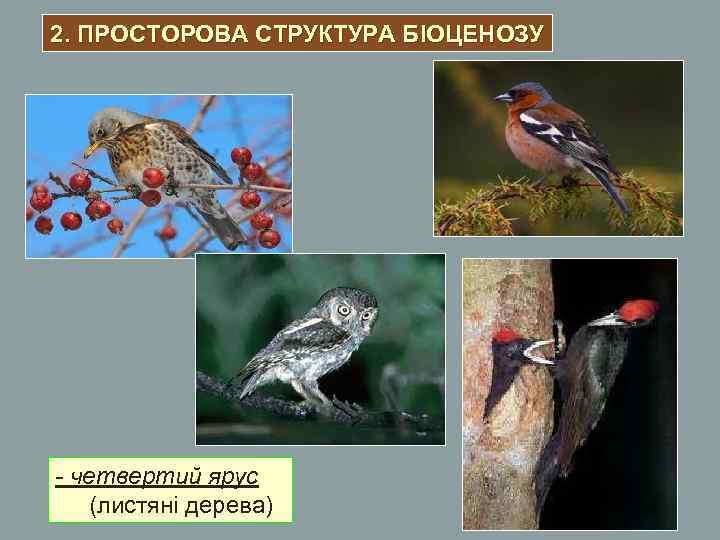2. ПРОСТОРОВА СТРУКТУРА БІОЦЕНОЗУ - четвертий ярус (листяні дерева) 