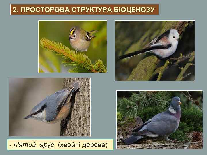 2. ПРОСТОРОВА СТРУКТУРА БІОЦЕНОЗУ - п'ятий ярус (хвойні дерева) 