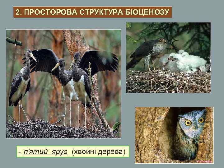 2. ПРОСТОРОВА СТРУКТУРА БІОЦЕНОЗУ - п'ятий ярус (хвойні дерева) 