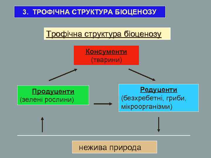 3. ТРОФІЧНА СТРУКТУРА БІОЦЕНОЗУ Трофічна структура біоценозу Консументи (тварини) Продуценти (зелені рослини) Редуценти (безхребетні,