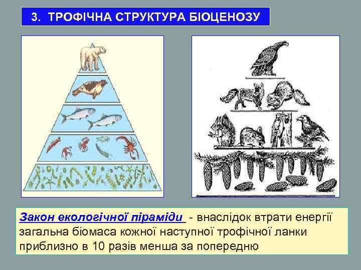 3. ТРОФІЧНА СТРУКТУРА БІОЦЕНОЗУ Закон екологічної піраміди - внаслідок втрати енергії загальна біомаса кожної