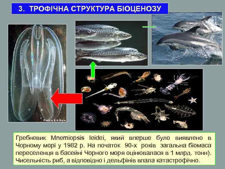 3. ТРОФІЧНА СТРУКТУРА БІОЦЕНОЗУ Гребневик Mnemiopsis leidei, який вперше було виявлено в Чорному морі