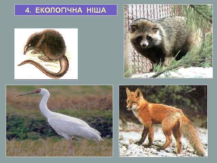 4. ЕКОЛОГІЧНА НІША 