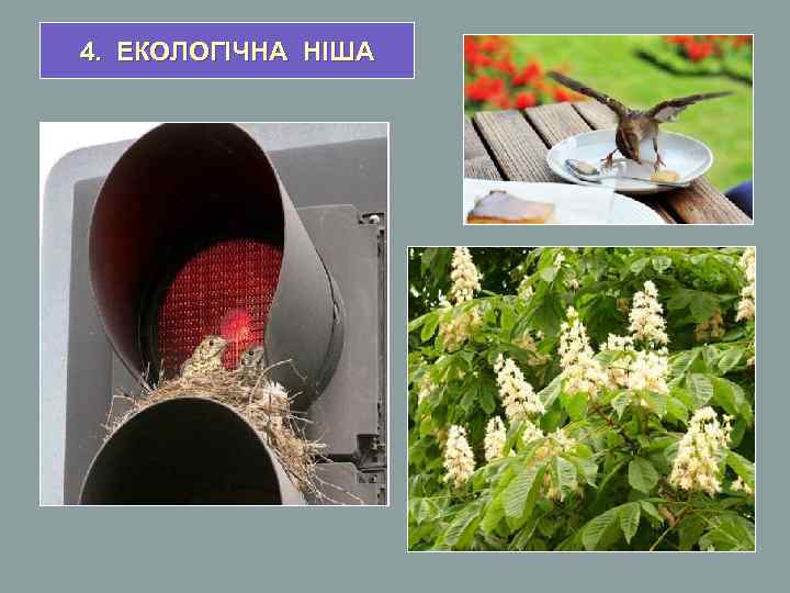 4. ЕКОЛОГІЧНА НІША 