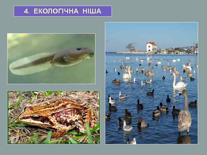 4. ЕКОЛОГІЧНА НІША 