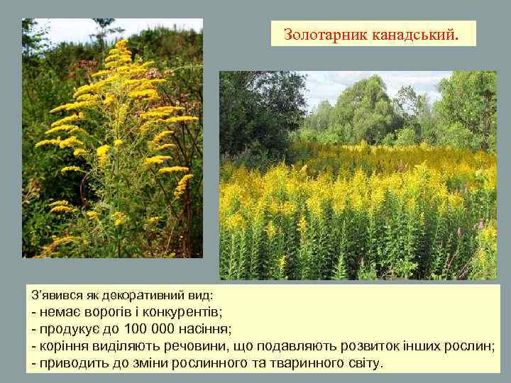 Золотарник канадський. З’явився як декоративний вид: - немає ворогів і конкурентів; - продукує до