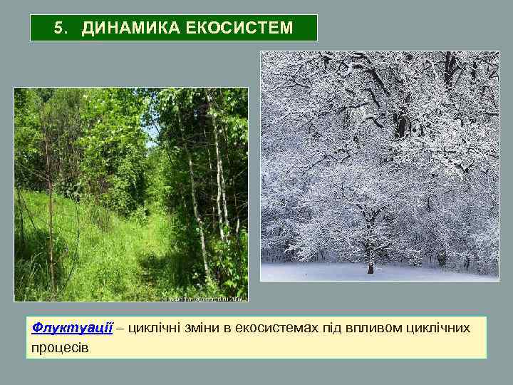 5. ДИНАМИКА ЕКОСИСТЕМ Флуктуації – циклічні зміни в екосистемах під впливом циклічних процесів 