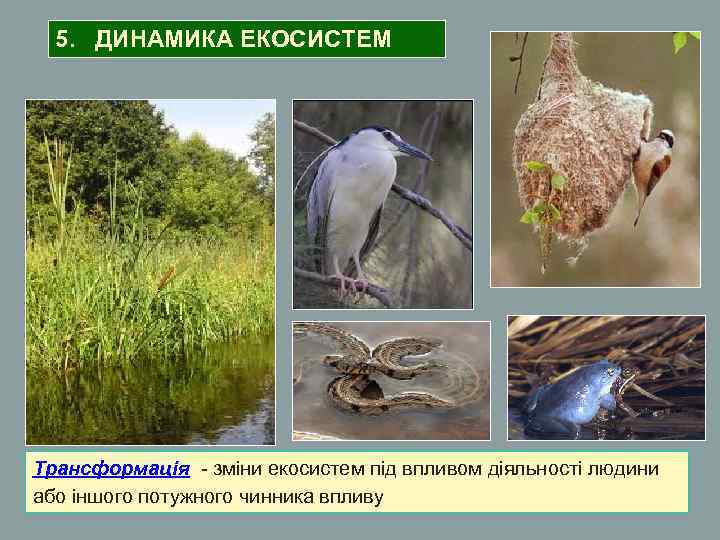 5. ДИНАМИКА ЕКОСИСТЕМ Трансформація - зміни екосистем під впливом діяльності людини або іншого потужного