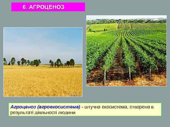 6. АГРОЦЕНОЗ Агроценоз (агроекосистема) - штучна екосистема, створена в результаті діяльності людини 