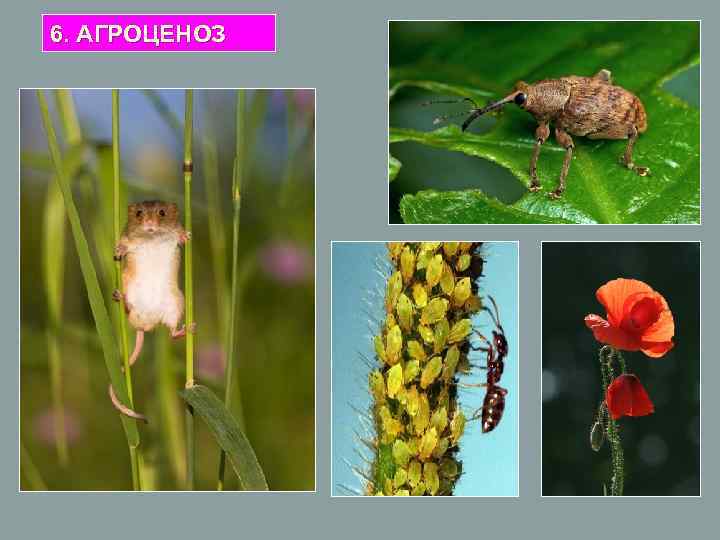 6. АГРОЦЕНОЗ 