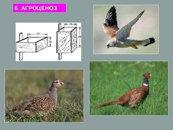 6. АГРОЦЕНОЗ 