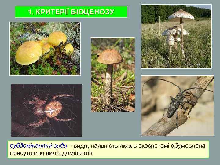 1. КРИТЕРІЇ БІОЦЕНОЗУ субдомінантні види – види, наявність яких в екосистемі обумовлена присутністю видів