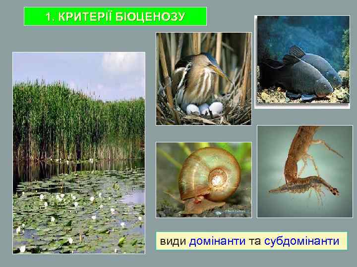 1. КРИТЕРІЇ БІОЦЕНОЗУ види домінанти та субдомінанти 
