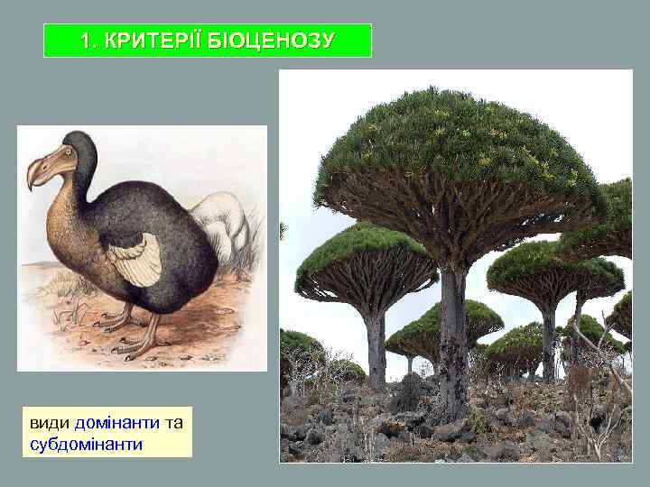 1. КРИТЕРІЇ БІОЦЕНОЗУ види домінанти та субдомінанти 