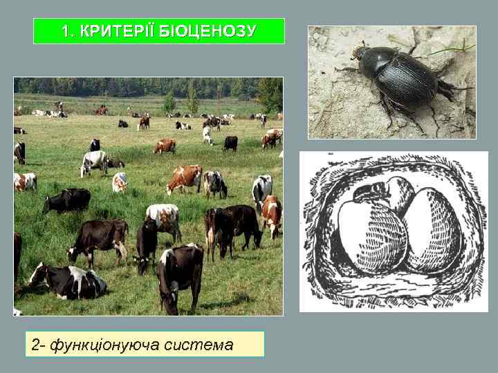 1. КРИТЕРІЇ БІОЦЕНОЗУ 2 - функціонуюча система 