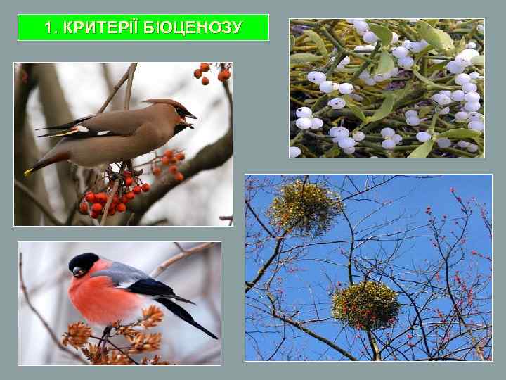 1. КРИТЕРІЇ БІОЦЕНОЗУ 
