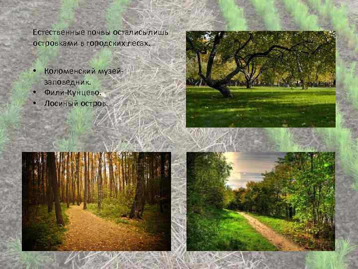 Естественные почвы остались лишь островками в городских лесах. • Коломенский музейзаповедник. • Фили-Кунцево. •