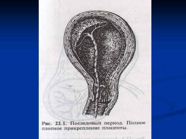 Плотный тяж соединяющий зародыш с плацентой