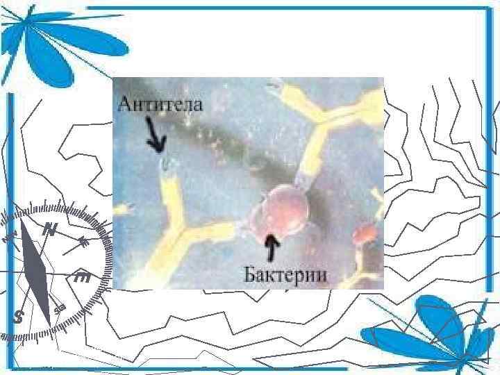 Жұмағалиева Бану Алмасбекқызы Ақтөбе қалалық № 41 жалпы білім беретін орта мектебінің 