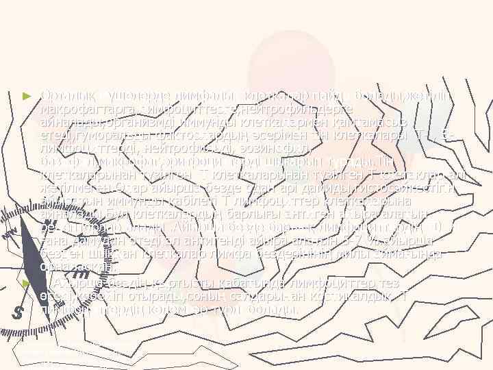 Орталық мүшелерде лимфалық клеткалар пайда болады, жетіліп макрофагтарга, лимфоциттерге, нейтрофильдерге айналады, организмді иммунды клеткалармен